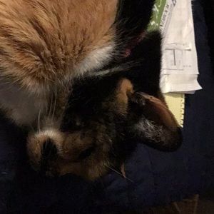 Meet your Posher, Anne